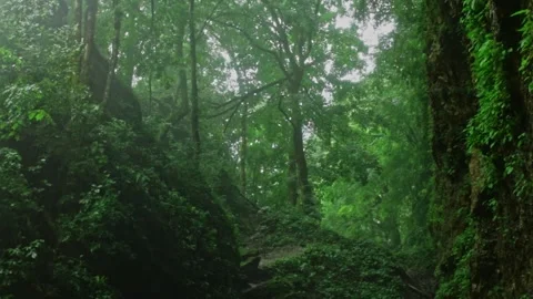 Forest Jungle Trees River Green Plants Amazon Rain Forest Amazonia Stock Footage 243751009