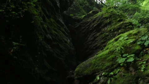 Forest Jungle Trees River Green Plants Amazon Rain Forest Amazonia Brazil Aerial Stock Footage 243752366
