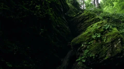 Forest Jungle Trees River Green Plants Amazon Rain Forest Amazonia Brazil Aerial Video stock 243754720