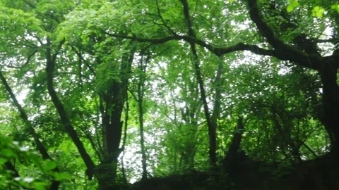 Forest Jungle Trees River Green Plants Amazon Rain Forest Amazonia Brazil Aerial Stock Footage 243757965