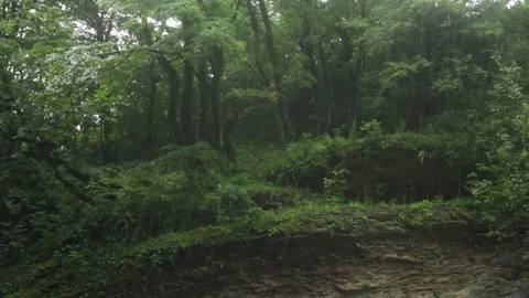 Forest Jungle Trees River Green Plants Amazon Rain Forest Amazonia Brazil Aerial Stock Footage 243758093
