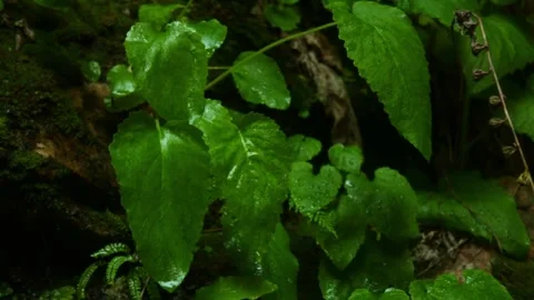 Forest Jungle Trees River Green Plants Amazon Rain Forest Amazonia  Stock Footage 243759050