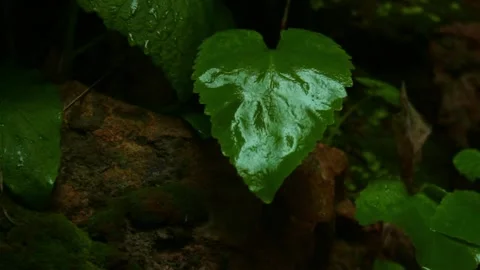 Forest Jungle Trees River Green Plants Amazon Rain Forest Amazonia  스톡 동영상 243759713