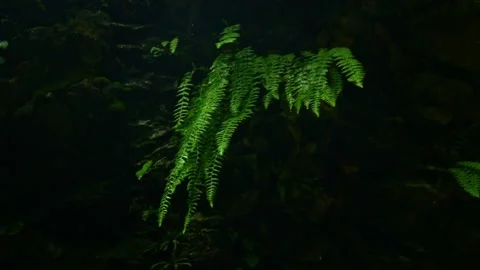 Forest Jungle Trees River Green Plants Amazon Rain Forest Amazonia  Stock-Footage 243762598
