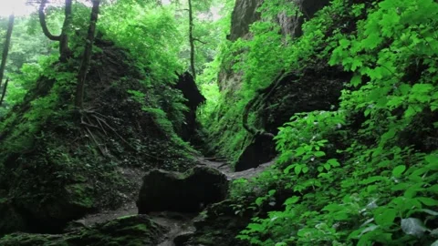 Forest Jungle Trees River Green Plants Amazon Rain Forest Amazonia  Stock-Footage 243762664