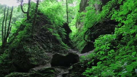 Forest Jungle Trees River Green Plants Amazon Rain Forest Amazonia  Stock-Footage 243762789