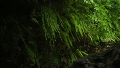 Forest Jungle Trees River Green Plants Amazon Rain Forest Amazonia  Stock-Footage 243763100