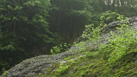 Forest Jungle Trees River Green Plants Amazon Rain Forest Amazonia  Stock-Footage 243764034