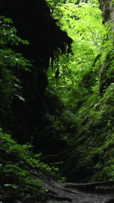Forest Jungle Trees River Green Plants Amazon Rain Forest Amazonia  Stock Footage 244064634