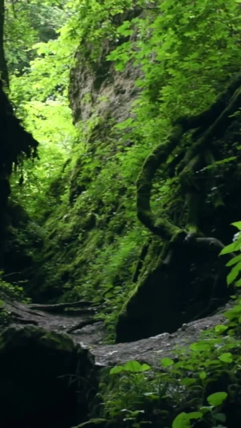 Forest Jungle Trees River Green Plants Amazon Rain Forest Amazonia  Stock Footage 244065051