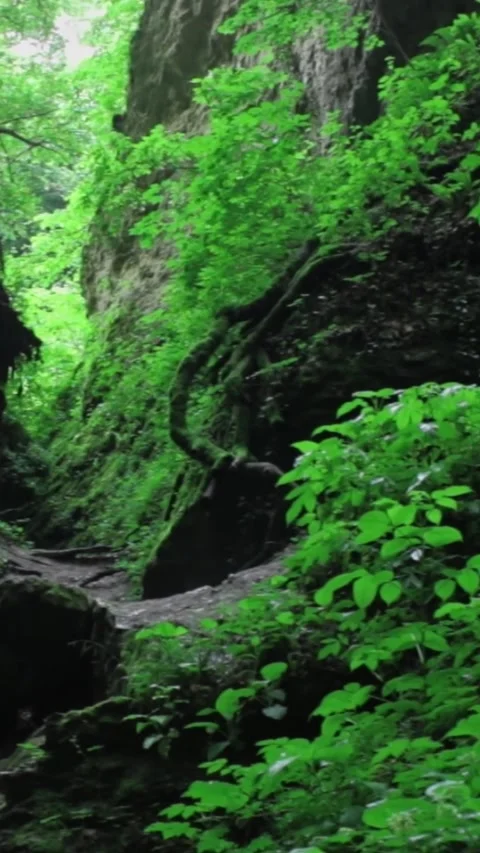 Forest Jungle Trees River Green Plants Amazon Rain Forest Amazonia  Stock Footage 244065633