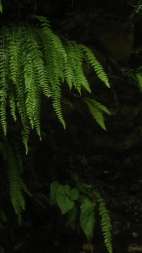 Forest Jungle Trees River Green Plants Amazon Rain Forest Amazonia  스톡 동영상 244067936
