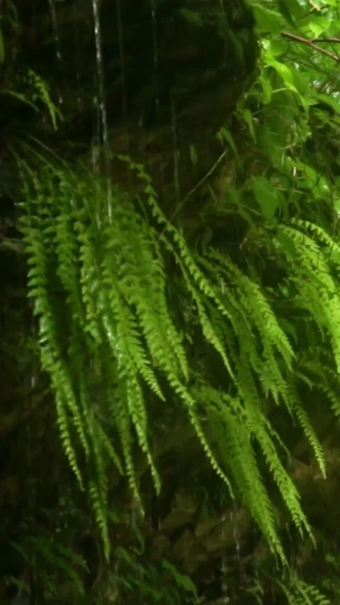 Forest Jungle Trees River Green Plants Amazon Rain Forest Amazonia  스톡 동영상 244068123
