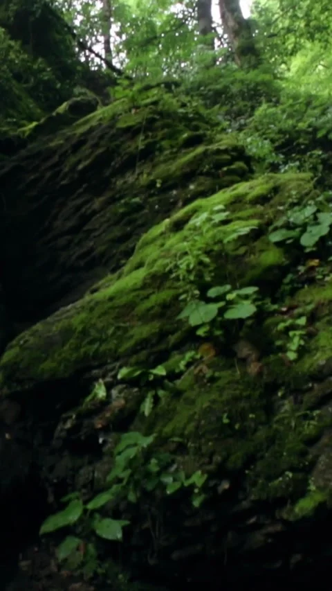 Forest Jungle Trees River Green Plants Amazon Rain Forest Amazonia  스톡 동영상 244068151