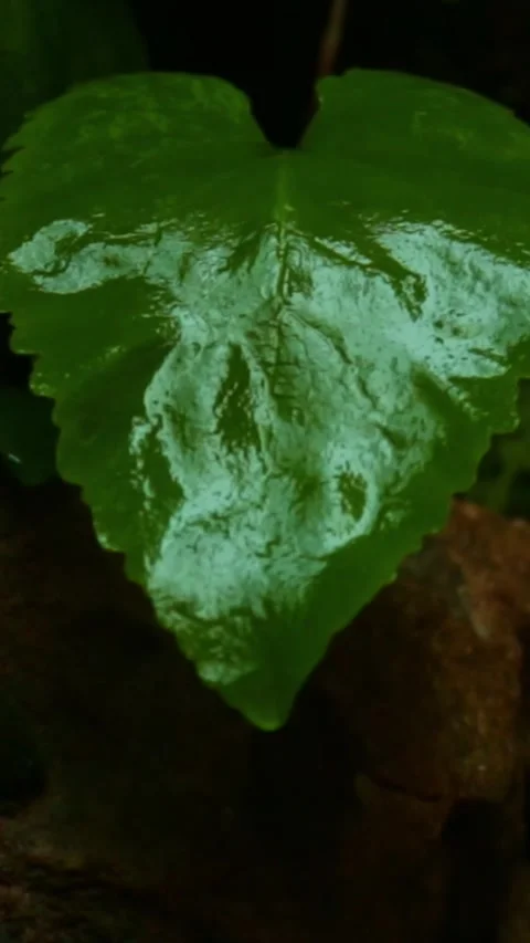 Forest Jungle Trees River Green Plants Amazon Rain Forest Amazonia  Video stock 244068826