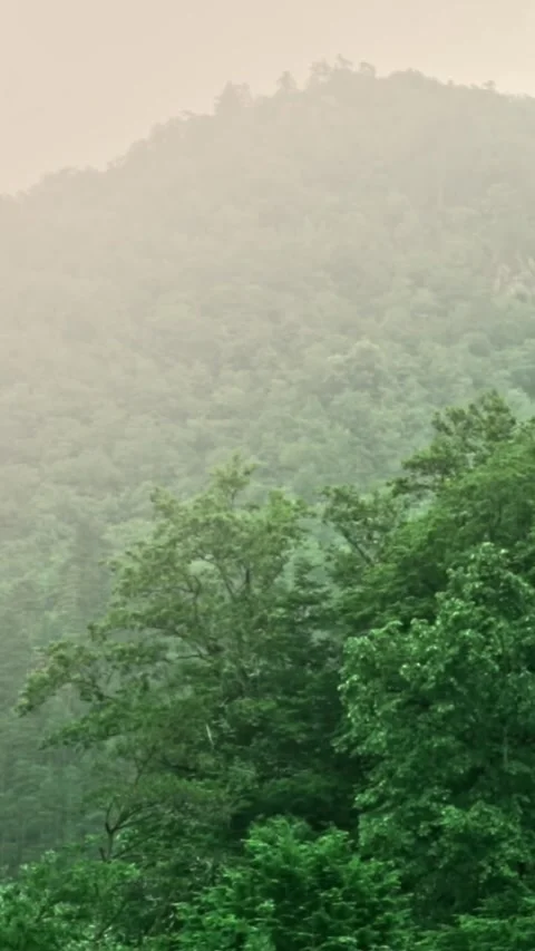 Forest Jungle Trees River Green Plants Amazon Rain Forest Amazonia  스톡 동영상 244068892