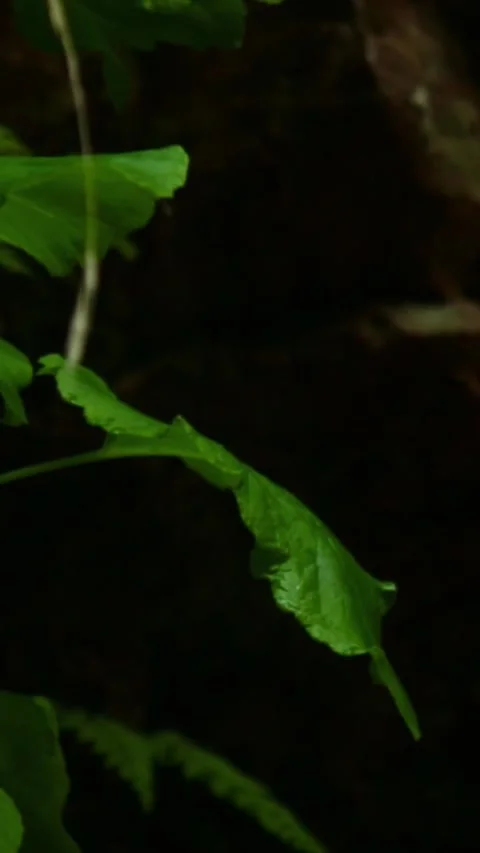 Forest Jungle Trees River Green Plants Amazon Rain Forest Amazonia  Video stock 244069086