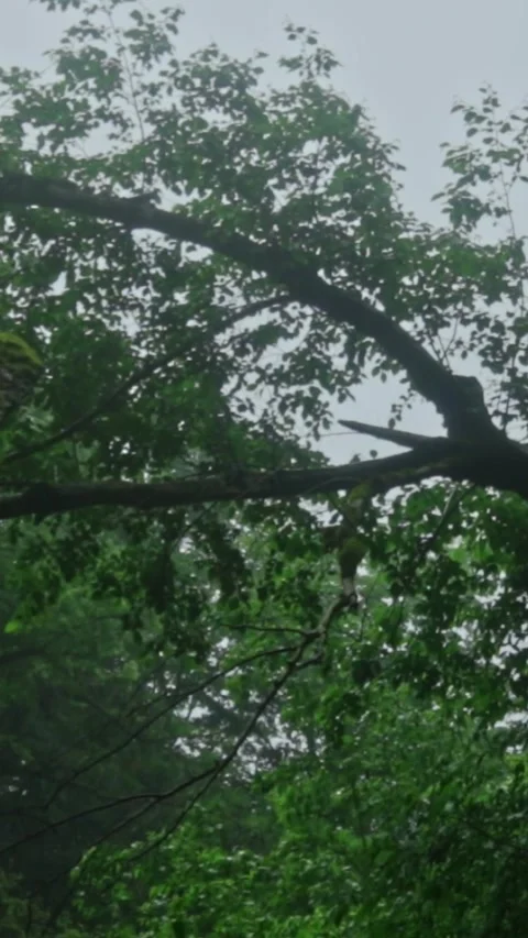Forest Jungle Trees River Green Plants Amazon Rain Forest Amazonia  Stock Footage 244070579