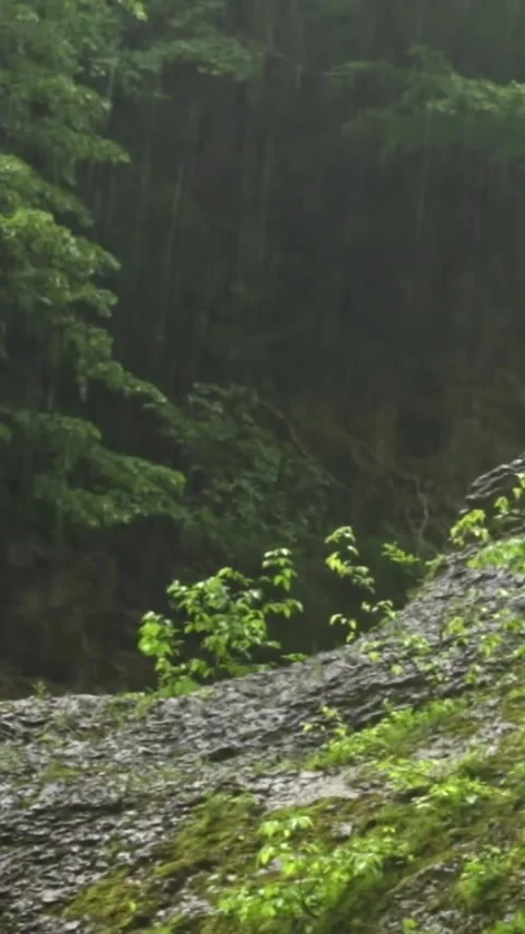 Forest Jungle Trees River Green Plants Amazon Rain Forest Amazonia  스톡 동영상 244070843