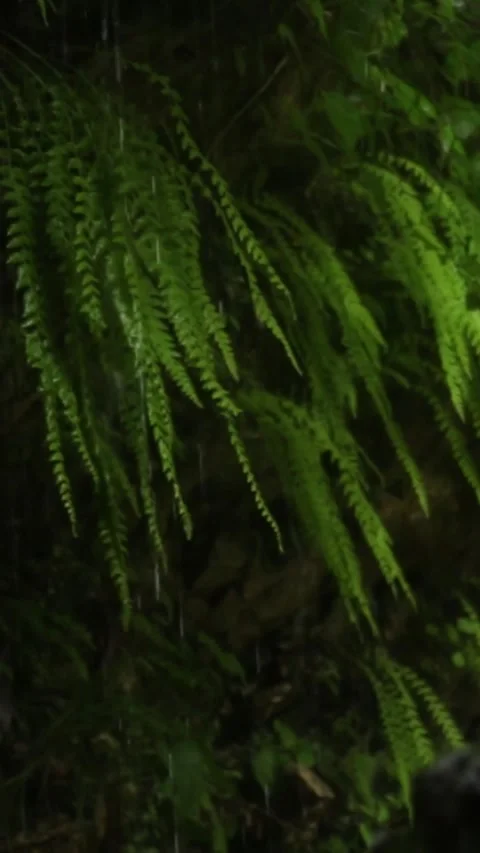 Forest Jungle Trees River Green Plants Amazon Rain Forest Amazonia  Stock Footage 244070896