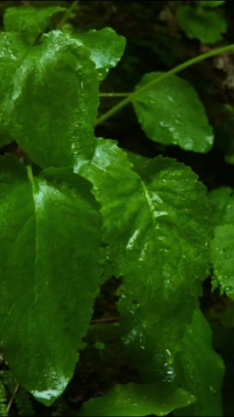 Forest Jungle Trees River Green Plants Amazon Rain Forest Amazonia  Video stock 244070978