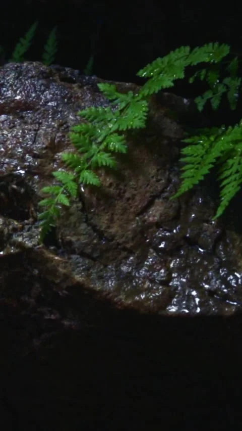 Forest Jungle Trees River Green Plants Amazon Rain Forest Amazonia  Video stock 244071063