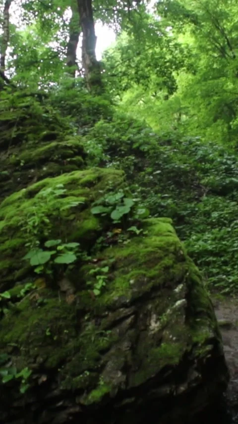 Forest Jungle Trees River Green Plants Amazon Rain Forest Amazonia  Video stock 244072089