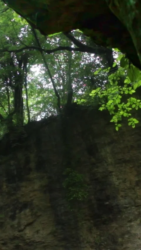 Forest Jungle Trees River Green Plants Amazon Rain Forest Amazonia  Stock Footage 244072200