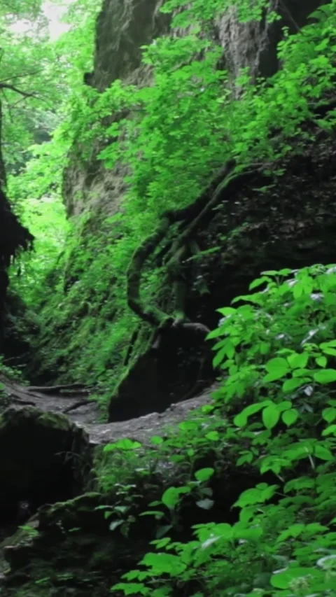 Forest Jungle Trees River Green Plants Amazon Rain Forest Amazonia  Video stock 244072597