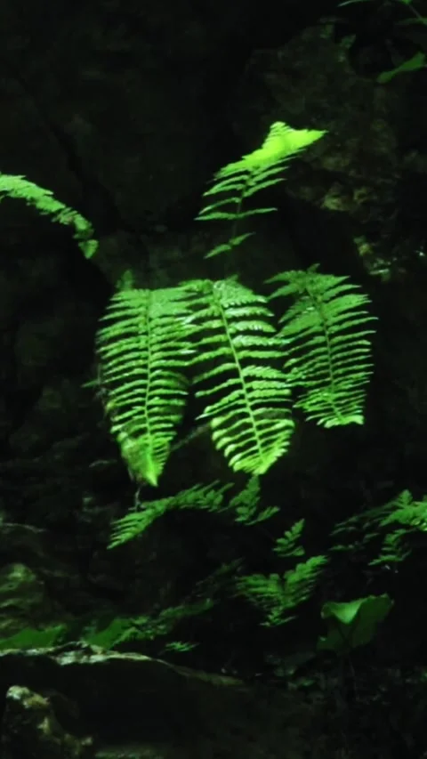 Forest Jungle Trees River Green Plants Amazon Rain Forest Amazonia  Stock Footage 244072814