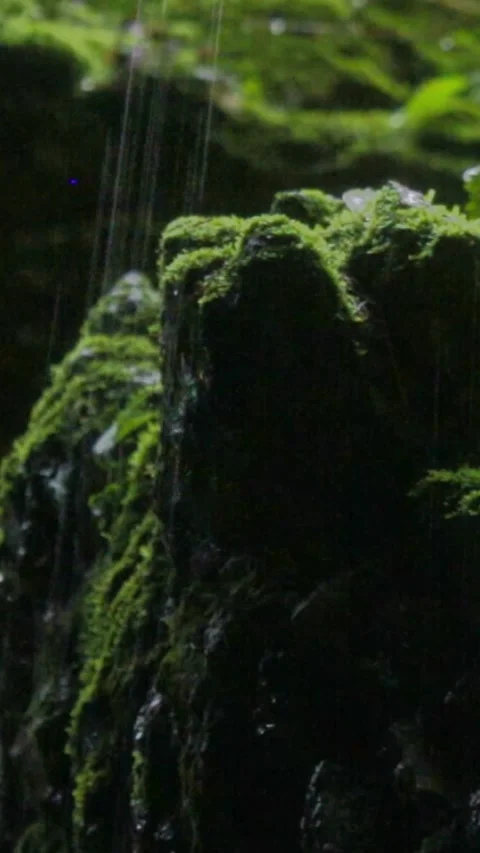 Forest Jungle Trees River Green Plants Amazon Rain Forest Amazonia  Stock Footage 244072992