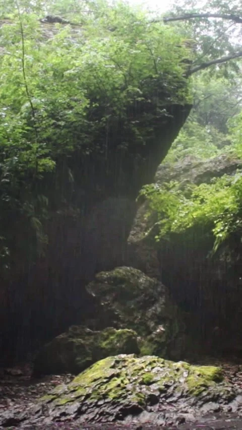 Forest Jungle Trees River Green Plants Amazon Rain Forest Amazonia  Video stock 244073876