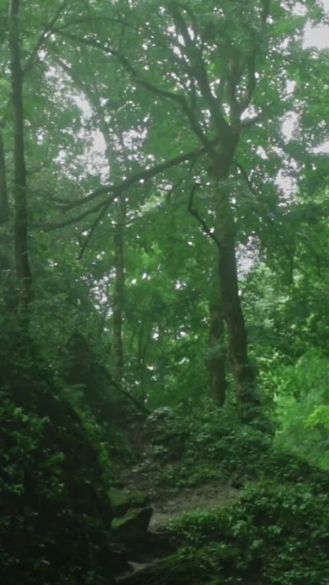 Forest Jungle Trees River Green Plants Amazon Rain Forest Amazonia  Stockbeeldmateriaal 244074124