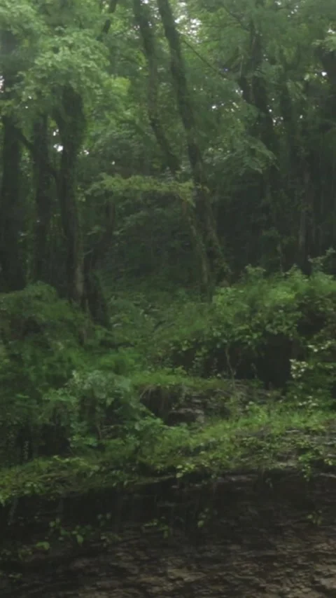 Forest Jungle Trees River Green Plants Amazon Rain Forest Amazonia  Video stock 244074459