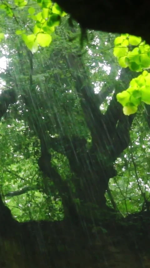 Forest Jungle Trees River Green Plants Amazon Rain Forest Amazonia  스톡 동영상 244074464
