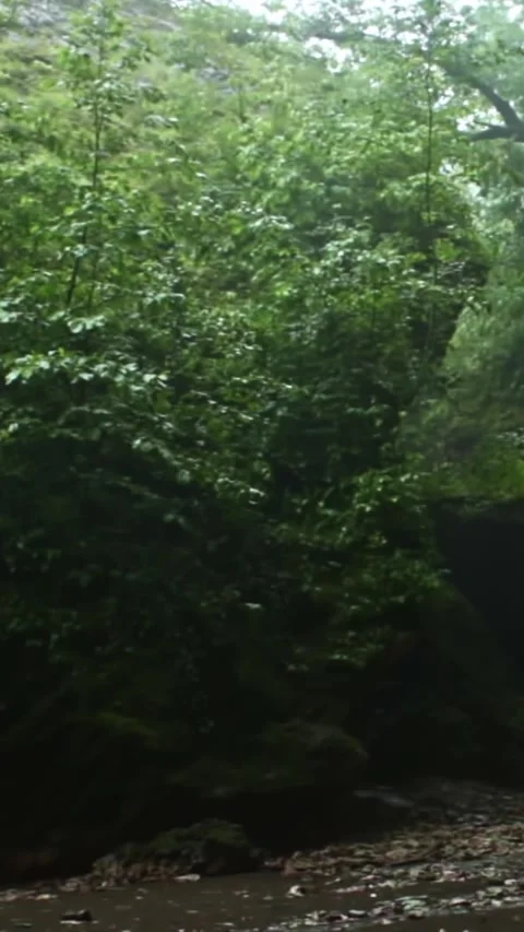 Forest Jungle Trees River Green Plants Amazon Rain Forest Amazonia  Video stock 244074489