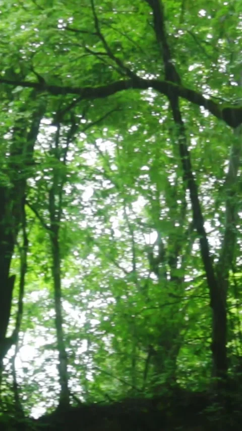 Forest Jungle Trees River Green Plants Amazon Rain Forest Amazonia  Video stock 244074517