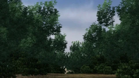 Forest jungle - Video Background Video stock 34219208