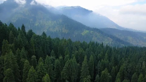 Forest Of Kashmir Stock Footage 105644664