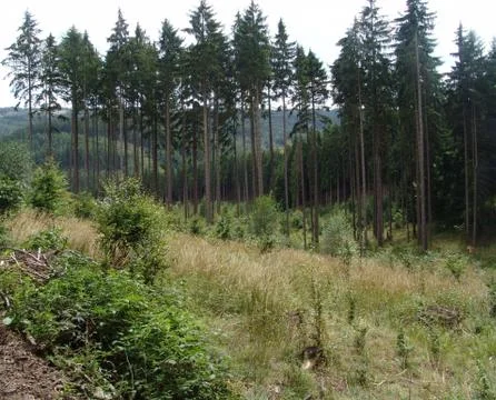 Forest kindergarden Stock-Fotos