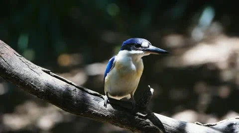 Forest kingfisher Stock Footage 15952688