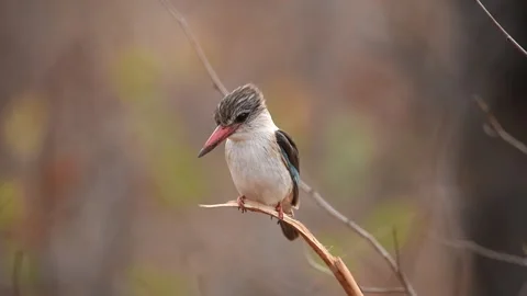 Forest kingfisher perched on tree Stock Footage 132747164