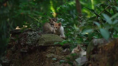 Forest Kitten Scene. Quiet Forest Setting Showcasing Curious Kittens On Ancient Video stock 327798065