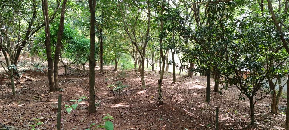 Forest at Kottakkunnu Park Stock Photos