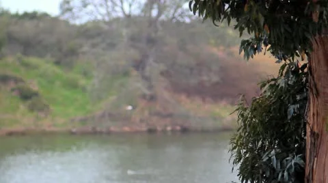 Forest Lagoon Stock Footage 10910578