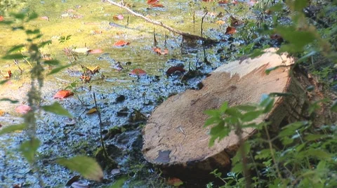 Forest lake 12 Stock Footage 8795689