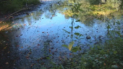 Forest lake 15 Stock Footage 8795653