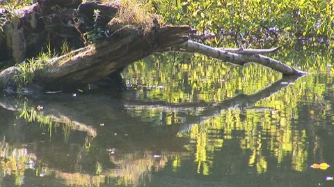 Forest lake 2 Stock Footage 8795645