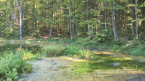 Forest lake 3 Stock Footage 8795659
