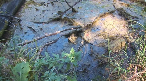 Forest lake 5 Stock Footage 8795633